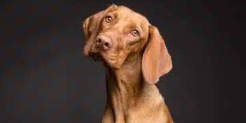 куче