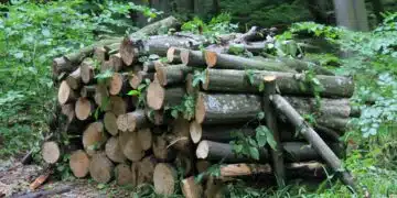 Голяма промяна в цената на дървата за огрев - ето с колко 1