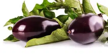 патладжан