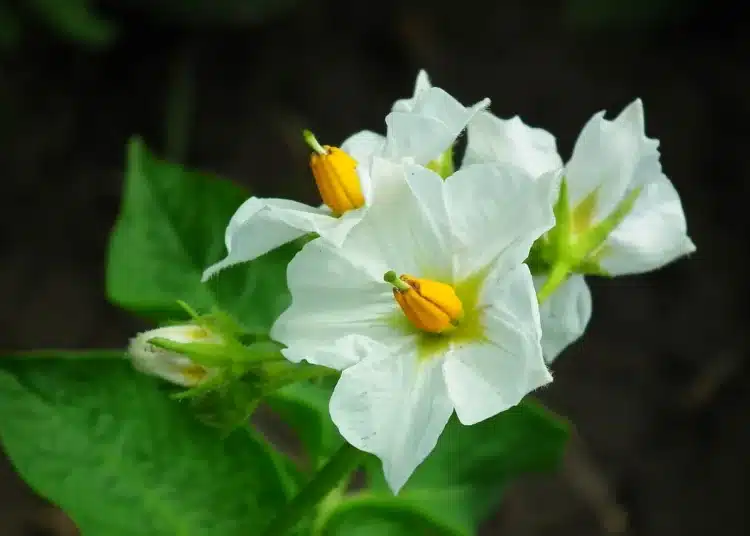 картофи