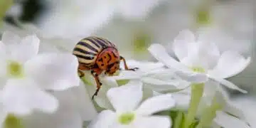 колорадски бръмбар