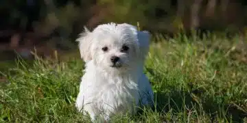 куче