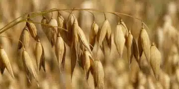 овес