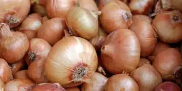 лук