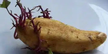 картофи разсад