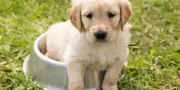 куче