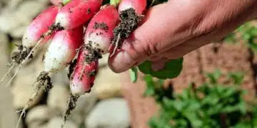 репички