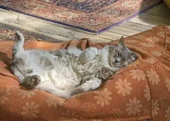 котка
