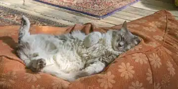 котка