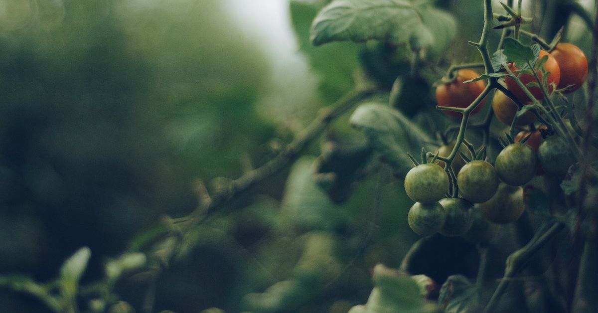 7 дни от март, кога е най-доброто време за засаждане на домати, чушки и патладжани - лунен календар домати