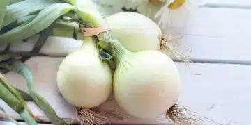 лук