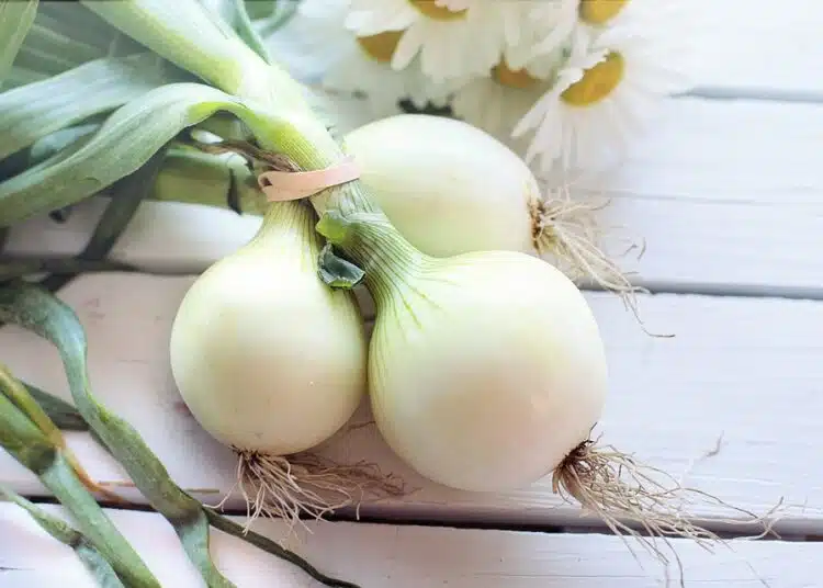лук