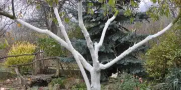 варосано дърво