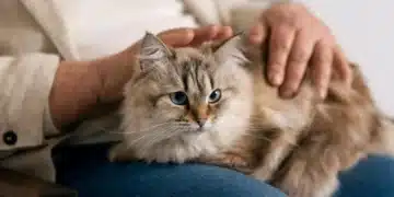 Не милвайте котката по тези места, за да ви обича 10