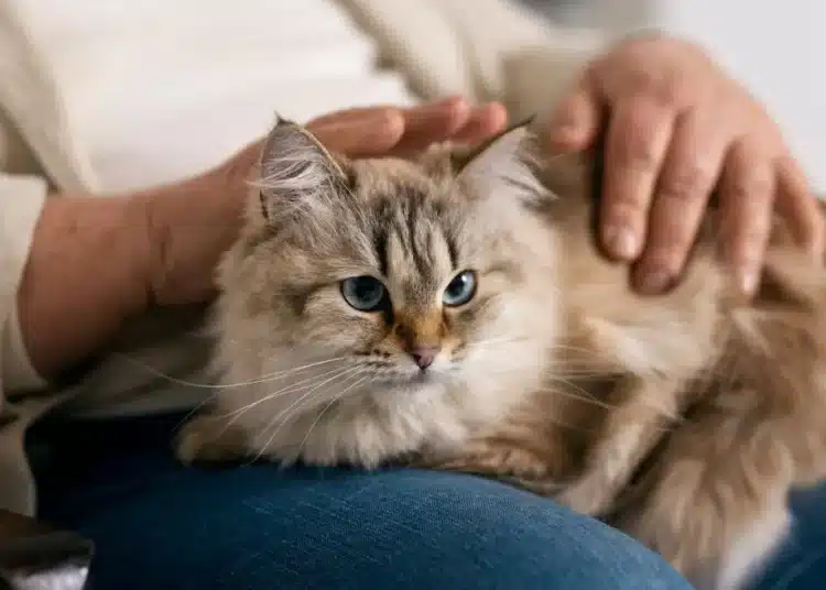 Не милвайте котката по тези места, за да ви обича 1 Не милвайте котката по тези места, за да ви обича 1