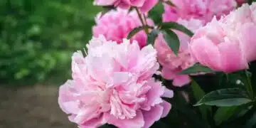 Ето с какво трябва да похдранвате красивите божури, за да имате изобилие от цъфтеж през пролетта 12