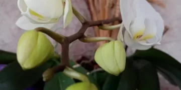 Вижте най-често срещаните грешки в отглеждането на орхидеите 9