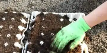 Защо да засаждате семена от моркови в кора за яйца – ще се изненадате 1
