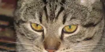 Защо котката ви ближе и как да я отучите от този навик 10