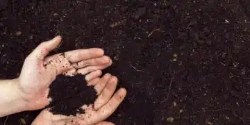 С това евтино зърно значително ще обогатите почвата 4