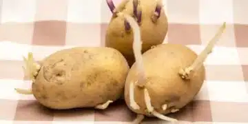 Ето как и кога да подготвите картофите за засаждане 8