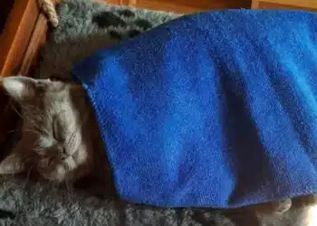 Ето как лесно да накарате котка да използва леглото си 1