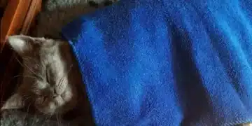 Ето как лесно да накарате котка да използва леглото си 5