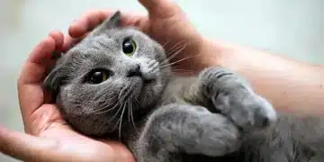 Ето как котките оказват положително влияние върху здравето на стопаните си 9