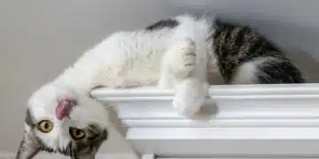 Ето защо котката харесва да бъде на високо – 2 причини 11