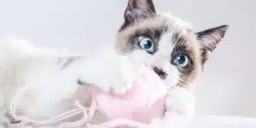 Тест с котки, показва как другите те възприемат 1