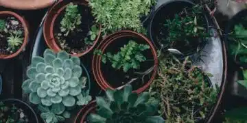 3 ефективни продукта, с които ще премахнете мухъла от растенията 7
