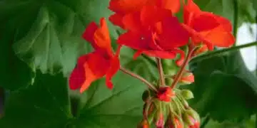 Кога трябва да подрязвате мушкатото – полезни съвети 8