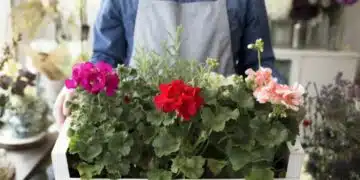При какви условия трябва да зимува мушкато, за да има буен растеж 9