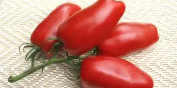 Топ 3 на най-месестите и сочни сортове домати 8