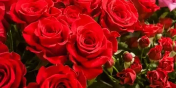 Никога не слагайте цветя на тези 3 места - ще умрат 1
