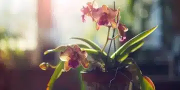 Ето как да спасите красивата орхидея, която изсъхва 1