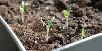 Непремено направете това: ето в кои 2 разтвора трябва да сложите семената от домати и чушки, за да имате здрав и силен разсад 5