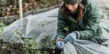 Полезни съвети, с които ще предпазите расада от студените нощи 4