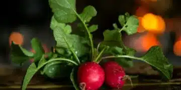 Ето през кой период да засаждате репички и как да ги отлеждате 4