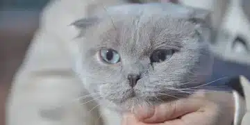 Ако котката ви прави това, значи има здравословни проблеми 4