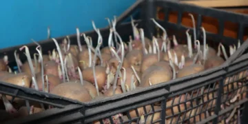 С тази смес ще увеличите двойно добива на картофи 4