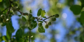 Вижте какво ще се случи в градината ви, ако закачите торба с вода на дърво 10