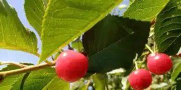 С тази тор черешите ще станат големи и много сочни 2