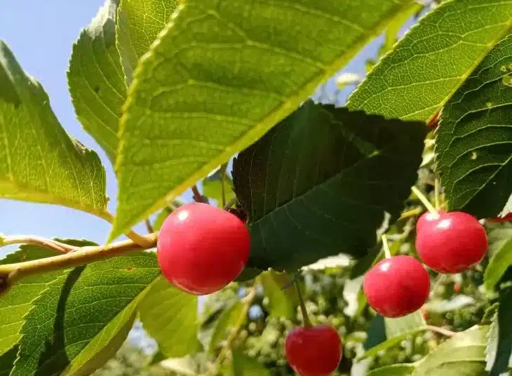 С тази тор черешите ще станат големи и много сочни 1