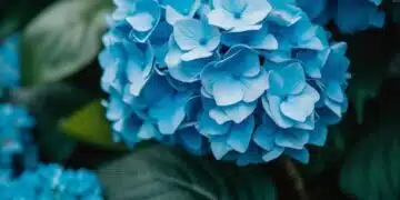 Ще настръхнете: защо не трябва да подарявате сини хортензии на жена 14