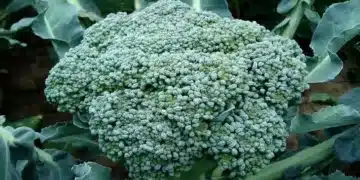 Включете тези храни в менюто си, защото подобряват паметта 1