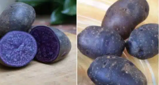 Не мога да повярвам, че това са ярки сортове картофи – много красиви и вкусни! 3