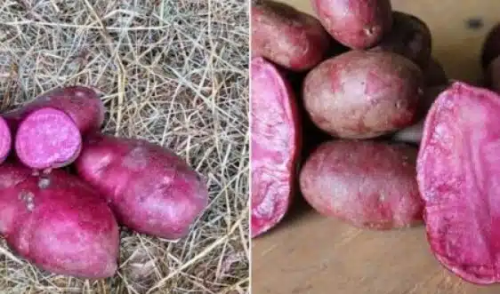 Не мога да повярвам, че това са ярки сортове картофи – много красиви и вкусни! 4