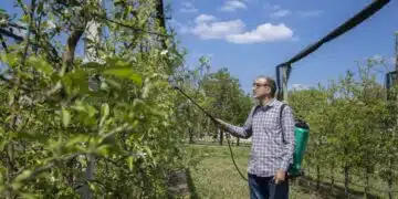 Кога и с какво да пръскате ябълковите дървета през годината – споделят опитни градинари: 1