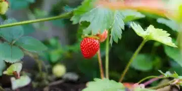 Ето кои растения да засадите до ягодите, за да имате богата реколта 10